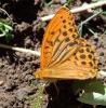 Argynnis paphia